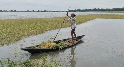 নেত্রকোণার  হাওরাঞ্চলে ঈদের আনন্দ ম্লান,  গো- খাদ্যের ও  তীব্র সংকট