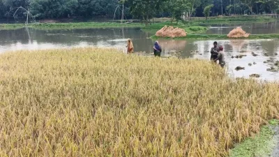 কুড়িগ্রামে রেকর্ড বৃষ্টিপাতে ফসলহানি : ঈদ আনন্দ নেই কৃষক পরিবারে