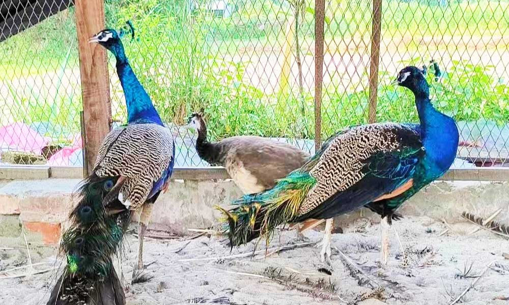 শখের এক জোড়া ময়ূর বদলে দিল শাহ আলীর জীবন