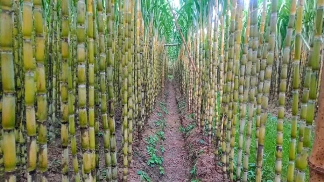 বেনাপোলে আখের সবুজ মাঠে কৃষকের নতুন স্বপ্ন
