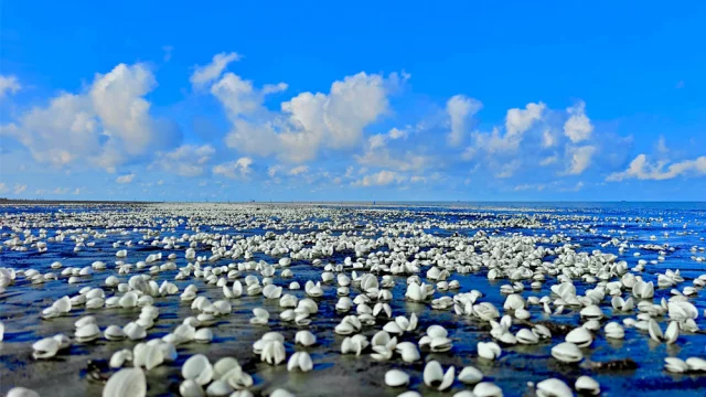 কুয়াকাটা সৈকতে ঝিনুকের সমারোহ, মুগ্ধ পর্যটকরা