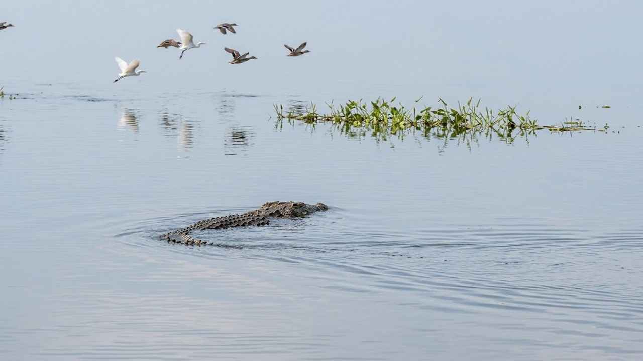 নদীতে কুমিরের বিচরণ, সতর্ক করল বন বিভাগ
