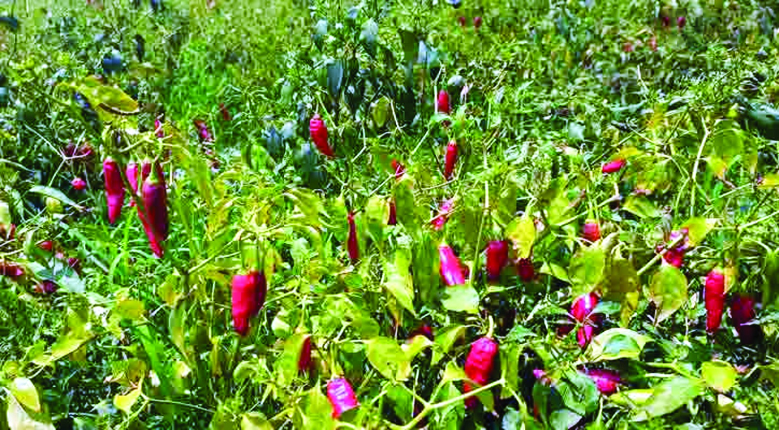 পলি মালচে বর্ষায় মরিচ চাষ, বাড়ছে কৃষকের আয়