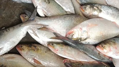 ইলিশের সরবরাহ বাড়ছে, নিষেধাজ্ঞা পেছানোর দাবি