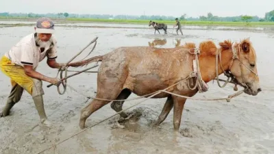 ট্রাক্টর-পাওয়ার টিলারের ভিড়ে তাড়াশে ঘোড়ার হালচাষ