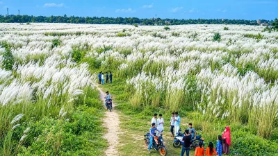 শরতের শুভ্রতায় সেজেছে মেঘনার পাড়, কাশবনে বাড়ছে ভিড়