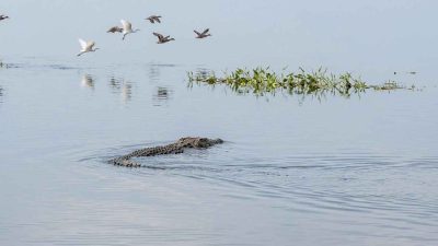 নদীতে কুমিরের বিচরণ, সতর্ক করল বন বিভাগ