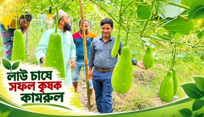 নিরাপদ উপায়ে লাউ চাষে স্বাবলম্বী ঝালকাঠির কামরুল