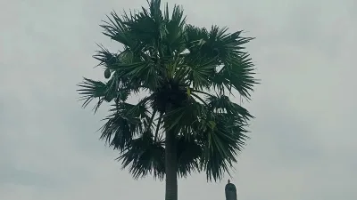 হারিয়ে যাচ্ছে গ্রামবাংলার শৈল্পিক কারিগর বাবুই পাখি