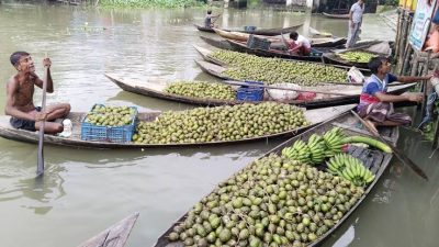 ঝালকাঠিতে ১২ কোটি টাকার আমড়া উৎপাদন