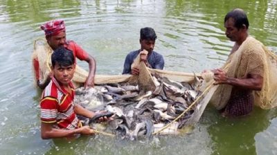 হাওরের জমিতে মাছ চাষ, বদলে যাচ্ছে শিবপাশার অর্থনীতি