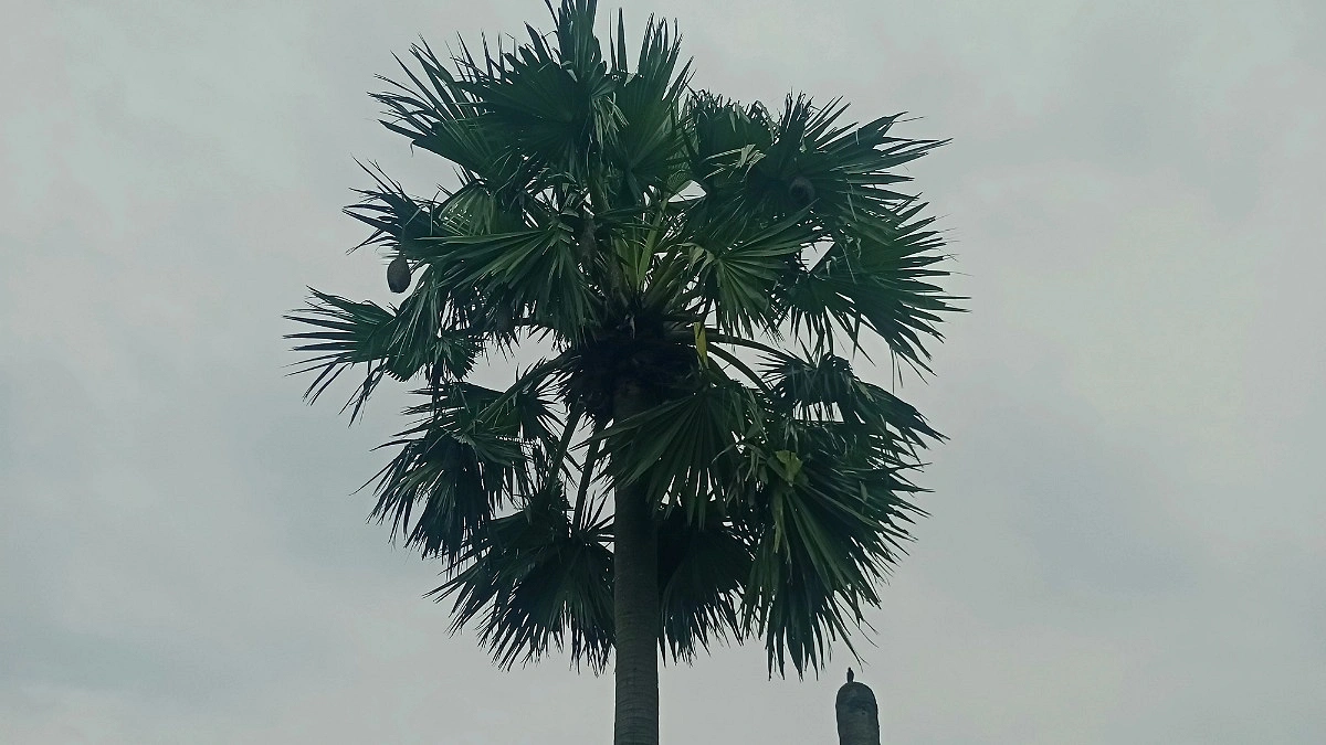হারিয়ে যাচ্ছে গ্রামবাংলার শৈল্পিক কারিগর বাবুই পাখি