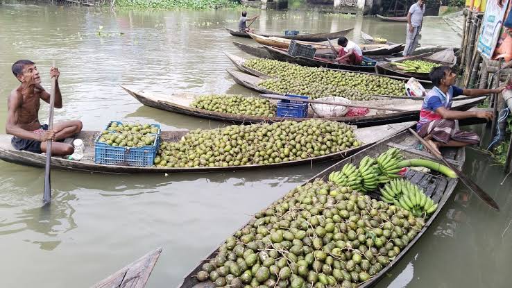 ঝালকাঠিতে ১২ কোটি টাকার আমড়া উৎপাদন