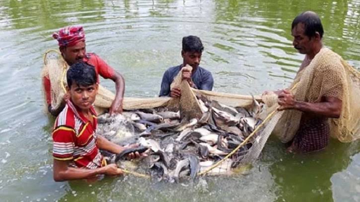 হাওরের জমিতে মাছ চাষ, বদলে যাচ্ছে শিবপাশার অর্থনীতি