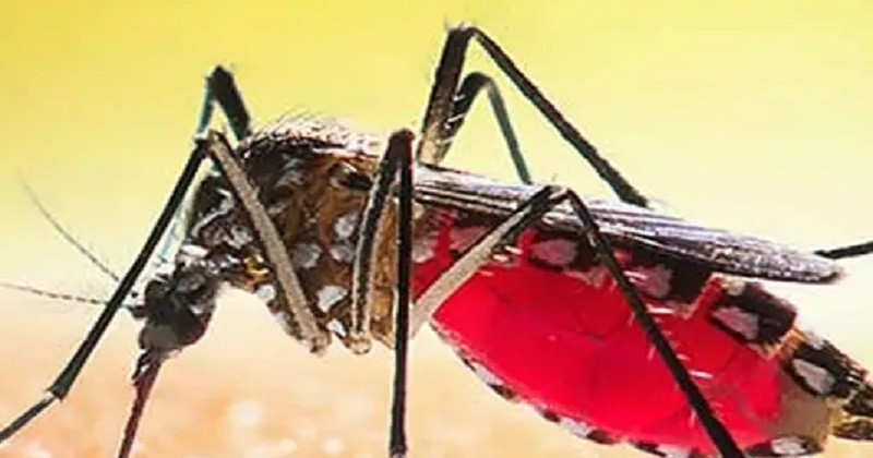 ২৪ ঘণ্টায় ডেঙ্গুতে ৬ মৃত্যু, হাসপাতালে ভর্তি প্রায় ২ হাজার