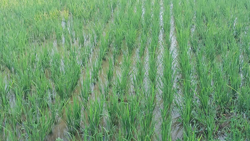 দিগন্তজোড়া সবুজ ধানখেত, সমৃদ্ধির স্বপ্ন কৃষকের