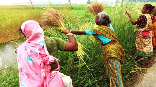 বিন্না ফুলের ঝাড়ুতে চলে ক্ষুদ্র নৃগোষ্ঠীর নারীদের সংসার