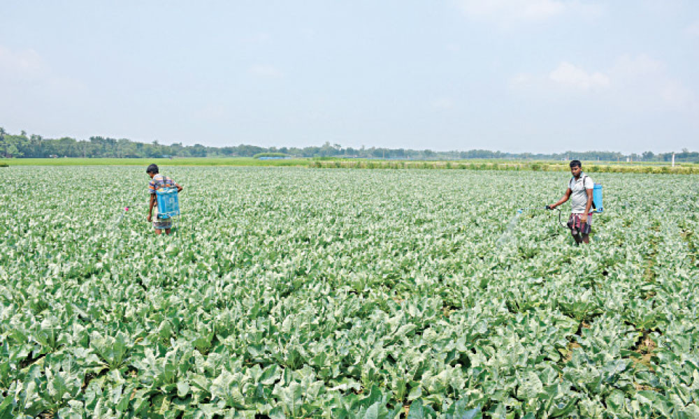 কীটনাশকের ভুল ব্যবহারে বিপাকে নড়াইলের কৃষক