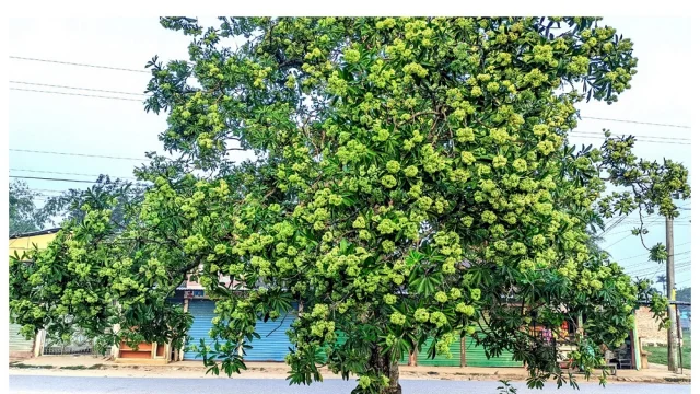 ছাতিম ফুলের ঘ্রাণে মুগ্ধ মৌলভীবাজার