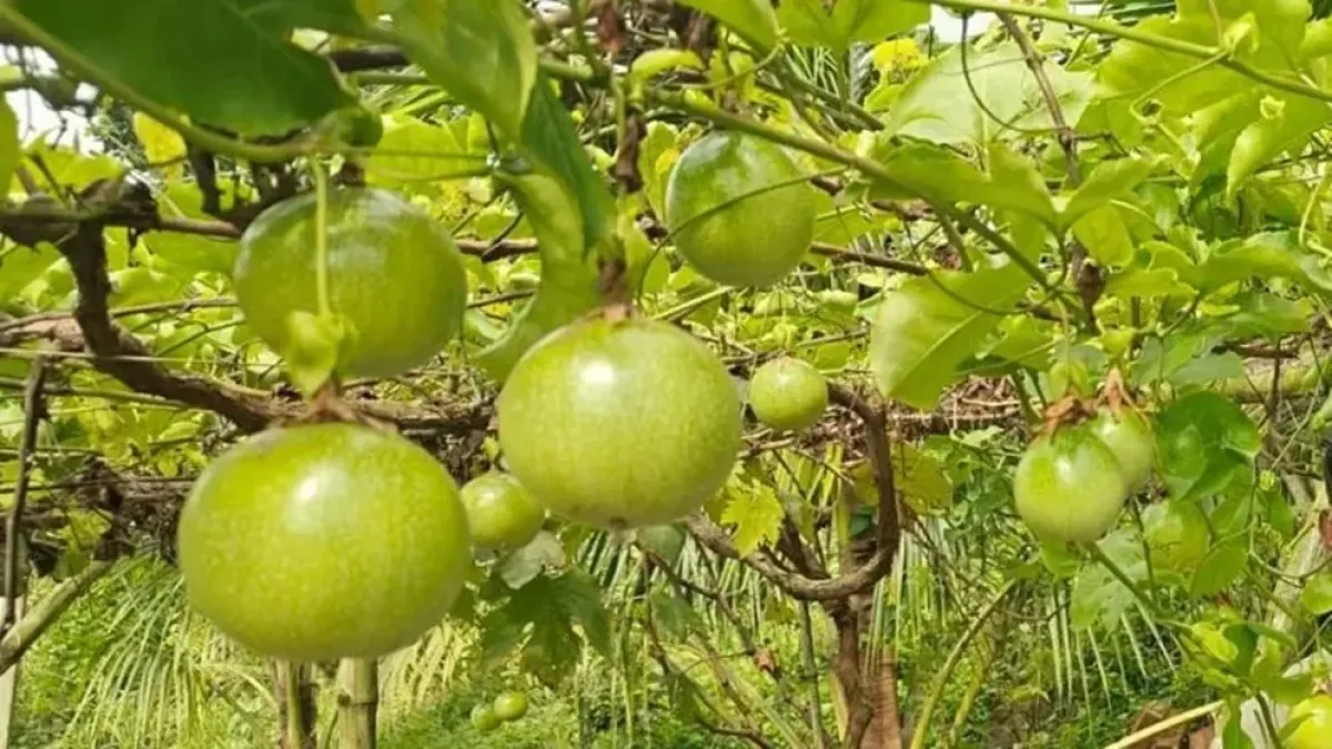 ৮০০ টাকায় আনারকলি চাষ, স্বপ্ন দেখছেন সোহেল