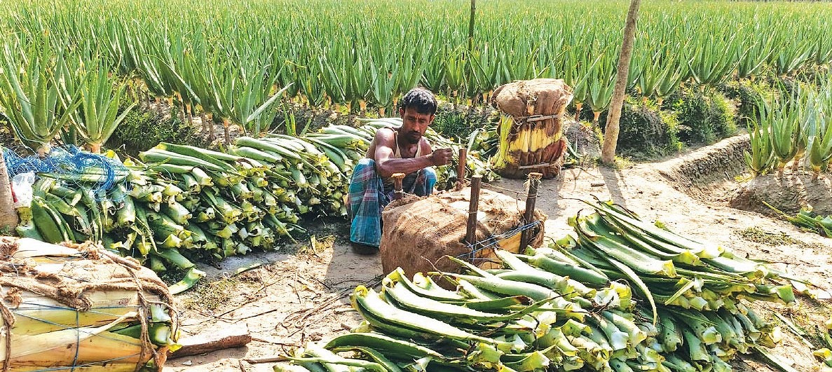 মাঠজুড়ে অ্যালোভেরা, বছরে ১০০ কোটি টাকার ভেষজ বাণিজ্য