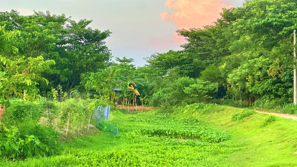 দখলে হারিয়ে যাচ্ছে উজান গঙ্গাপুর খাল, দুর্ভোগে কৃষক