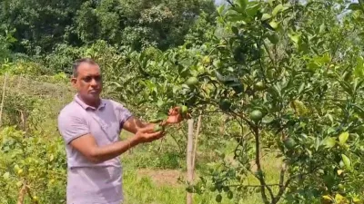 পাহাড়ি টিলায় মাল্টা-কমলা চাষে বদলে যাচ্ছে দিনারপুর