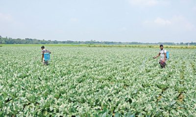কীটনাশকের ভুল ব্যবহারে বিপাকে নড়াইলের কৃষক
