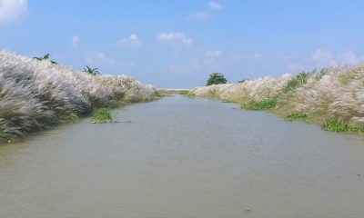 দিগন্তজুড়ে কাশফুল, শরতের সৌন্দর্যে মুগ্ধ কুড়িগ্রামের চর