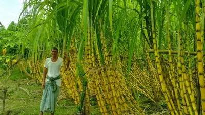 অনাবাদি জমিতে আখ চাষে সাফল্য, লাভের আশায় কৃষক