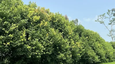 অনাবাদি জমিতে তেজপাতা চাষ, কাউনিয়ার কৃষকের ঘরে বাড়তি আয়