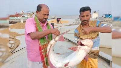 দুই মাস পর পদ্মায় বড় পাঙাশ, ১৭ কেজির মাছের দাম ৩৯ হাজার