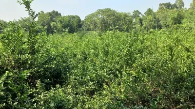 লেবু চাষে সাফল্যের গল্প, মানিকগঞ্জের বৈলতলা এখন ‘লেবুর গ্রাম’