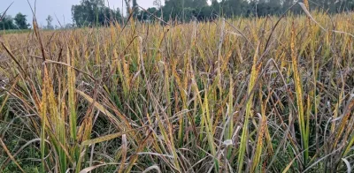 আমন ধানে ছাতরা পোকার আক্রমণ, ফলন নিয়ে শঙ্কায় কৃষক