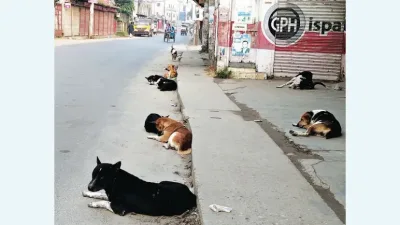 দলবদ্ধ কুকুরের তাড়ায় কাপাসিয়ায় বাড়ছে দুর্ঘটনার শঙ্কা