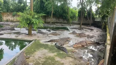 লাইসেন্সের ফাঁসে থমকে গেছে দেশের প্রথম কুমির খামার