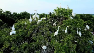 কুমিল্লার হোসেনপুরে পাখির কলকাকলিতে মুখর গ্রাম
