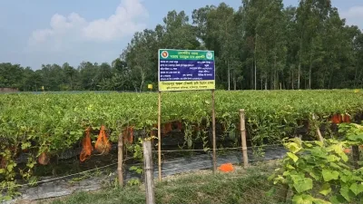 ধান ছেড়ে মাচায় তরমুজ চাষ, ভাগ্য বদলের স্বপ্ন আতিয়ারের