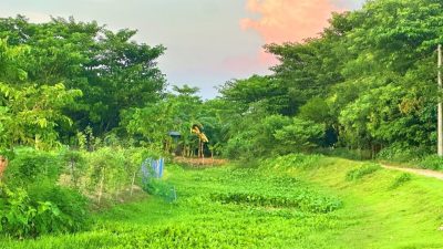 দখলে হারিয়ে যাচ্ছে উজান গঙ্গাপুর খাল, দুর্ভোগে কৃষক