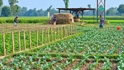 আগাম সবজি চাষে ব্যস্ত কুড়িগ্রামের কৃষক, দৃষ্টি বাজারদরের দিকে