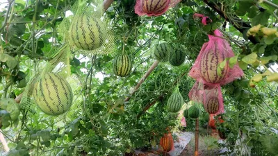 মালচিং পদ্ধতিতে তরমুজ চাষ, পটুয়াখালীতে কৃষি উদ্যোক্তার সাফল্য