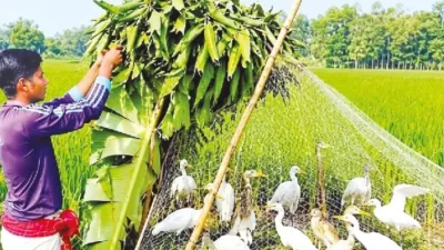 চলনবিলে পাখি শিকারের মহোৎসব, জালে বন্দি শত শত পাখি