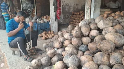 দেশি নারিকেলের চড়া দাম, বগুড়ায় ভারতীয় নারিকেলের চাহিদা তুঙ্গে