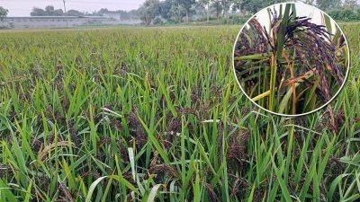 প্রচলিত ধানের চেয়ে কয়েক গুণ দাম, ব্ল্যাক রাইস চাষে আশাবাদী কৃষক