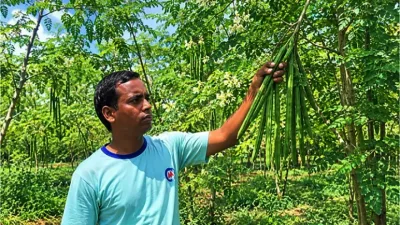 বারোমাসি শজনে চাষে আক্তারের আয়ের নতুন সম্ভাবনা