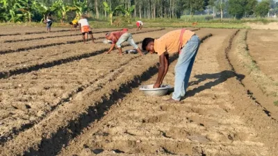 গত বছরের ক্ষতি কাটাতে আগাম আলু চাষে ঝুঁকছেন কৃষকরা