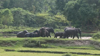সীমান্তের গেট বন্ধ, খাদ্যসংকটে ১৫০ হাতি—বাড়ছে মানুষ-হাতির সংঘাত