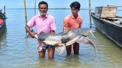 যমুনায় মহাবিপন্ন বাঘাআইড় শিকার, প্রকাশ্যে চলছে বেচাকেনা