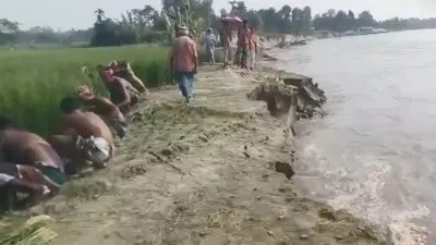 ঘরবাড়ি গিলছে ব্রহ্মপুত্র, বাঁচাতে মরিয়া কাঁচা-পাকা ধান