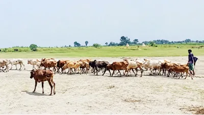 চরে নেই পশু চিকিৎসক, চিকিৎসার অভাবে মারা যাচ্ছে গবাদিপশু